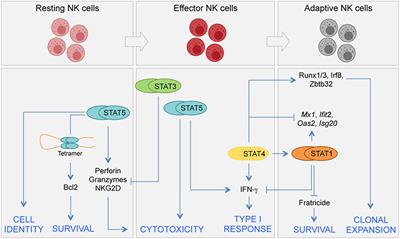 Transcriptional, Epigenetic and Pharmacological Control of JAK/STAT Pathway in NK Cells